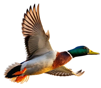 Huty - Fly duck